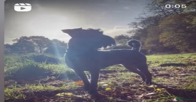 Miniature Schnauzer dogs - Advert 1