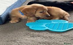 Miniature Dachshund dogs for sale: REDUCED!! Only one long hair miniature girl left!  in Sudbury - Image 34