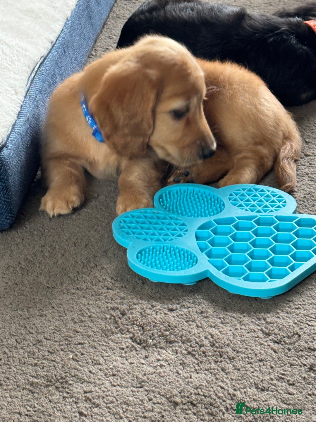 Miniature Dachshund dogs for sale: REDUCED!! Only one long hair miniature girl left!  in Sudbury - Image 34