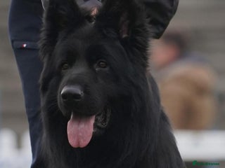 German Shepherd dogs german shepherd 2 Male - Advert 10