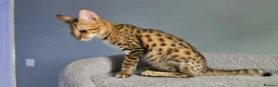 Savannah cats for sale: F3c Male Savannah - Advert 3