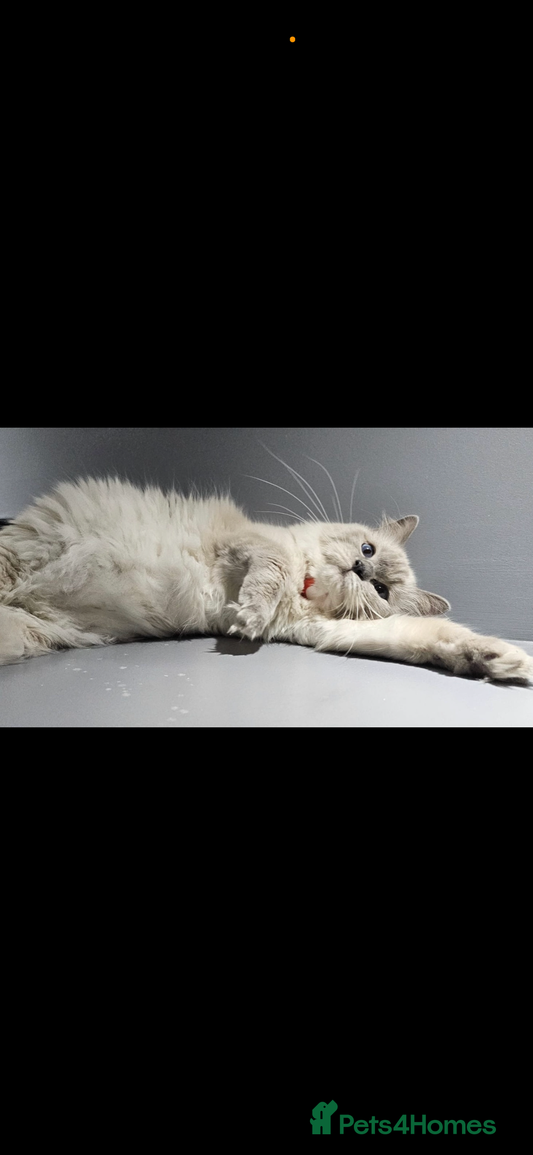 Mixed Breed cats for sale: Beautiful Ragdoll mixed kittens for Sale  - Advert 20