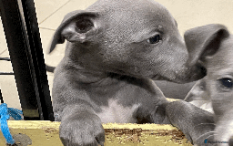 Whippet dogs for sale: Whippet puppies Northamptonshire - Image 3