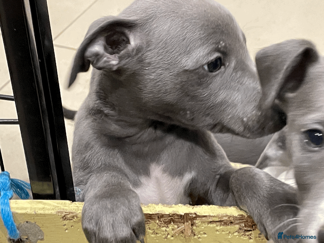 Whippet dogs for sale: Whippet puppies Northamptonshire - Image 3