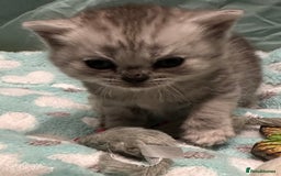 British Shorthair cats for sale: GORGEOUS BSH KITTENS in Oldham - Image 21