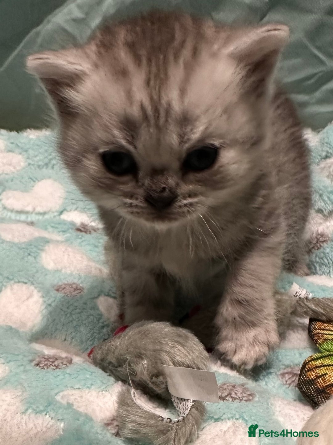 British Shorthair cats for sale: GORGEOUS BSH KITTENS in Oldham - Image 21