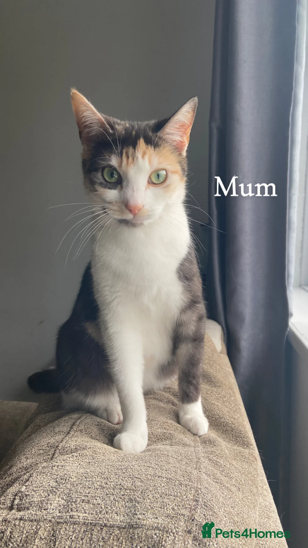 Mixed Breed cats for sale: Adorable 4 kittens 🤍 - Advert 1