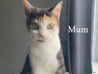 Mixed Breed cats Adorable 4 kittens 🤍 - Advert 8