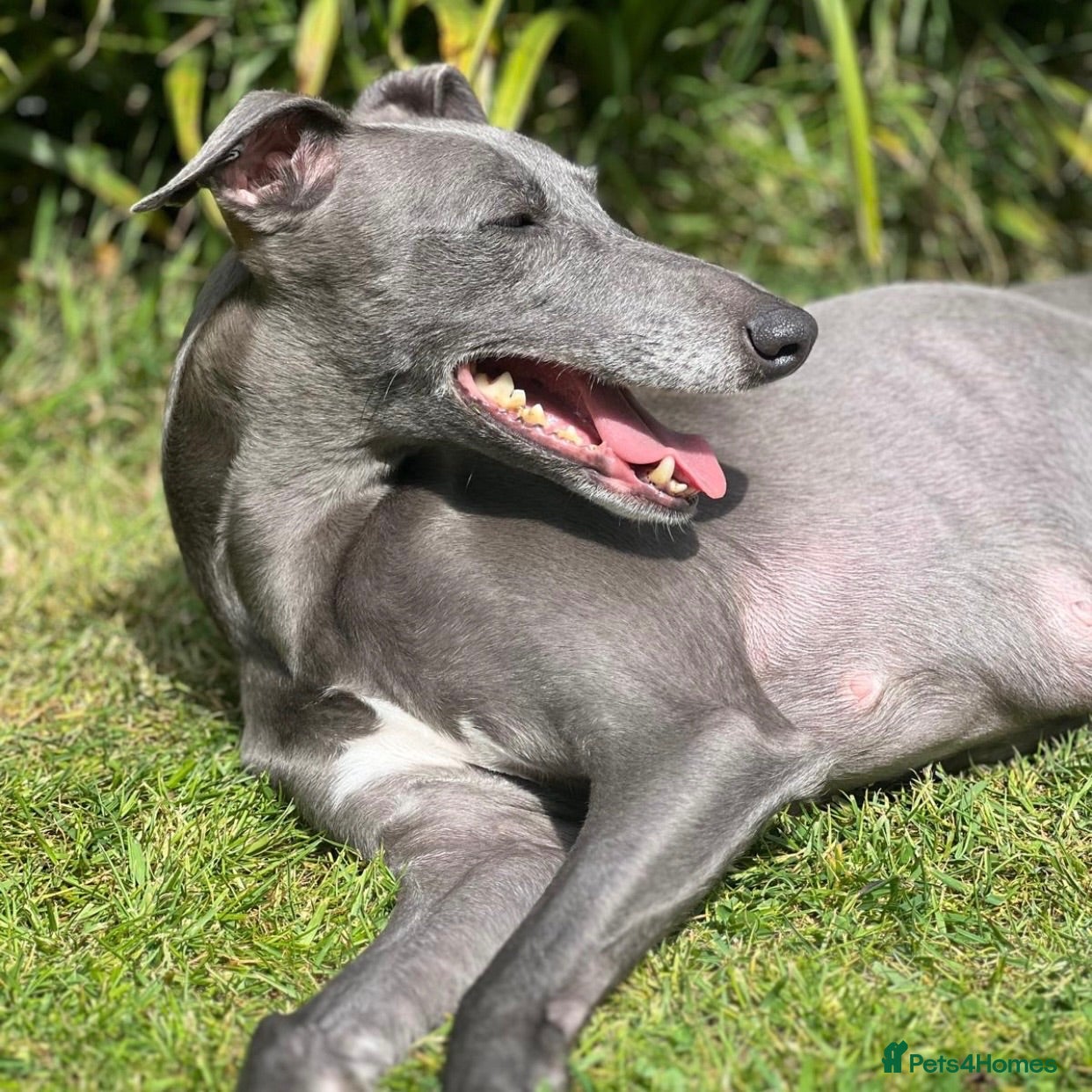 Whippet dogs Beautiful blue/brindle Whippets  - Advert 1