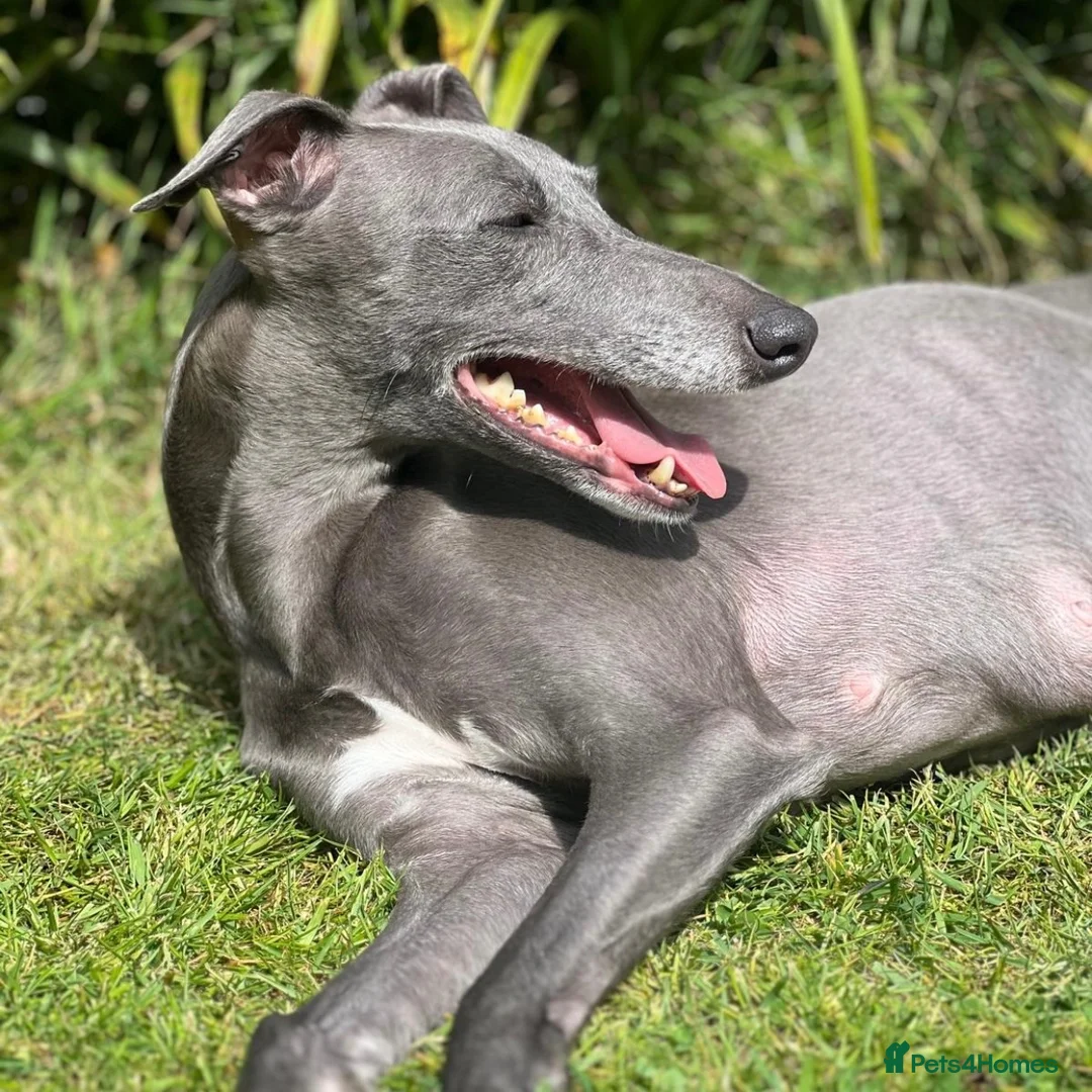 Whippet dogs for sale: Beautiful blue/brindle Whippets  - Advert 1
