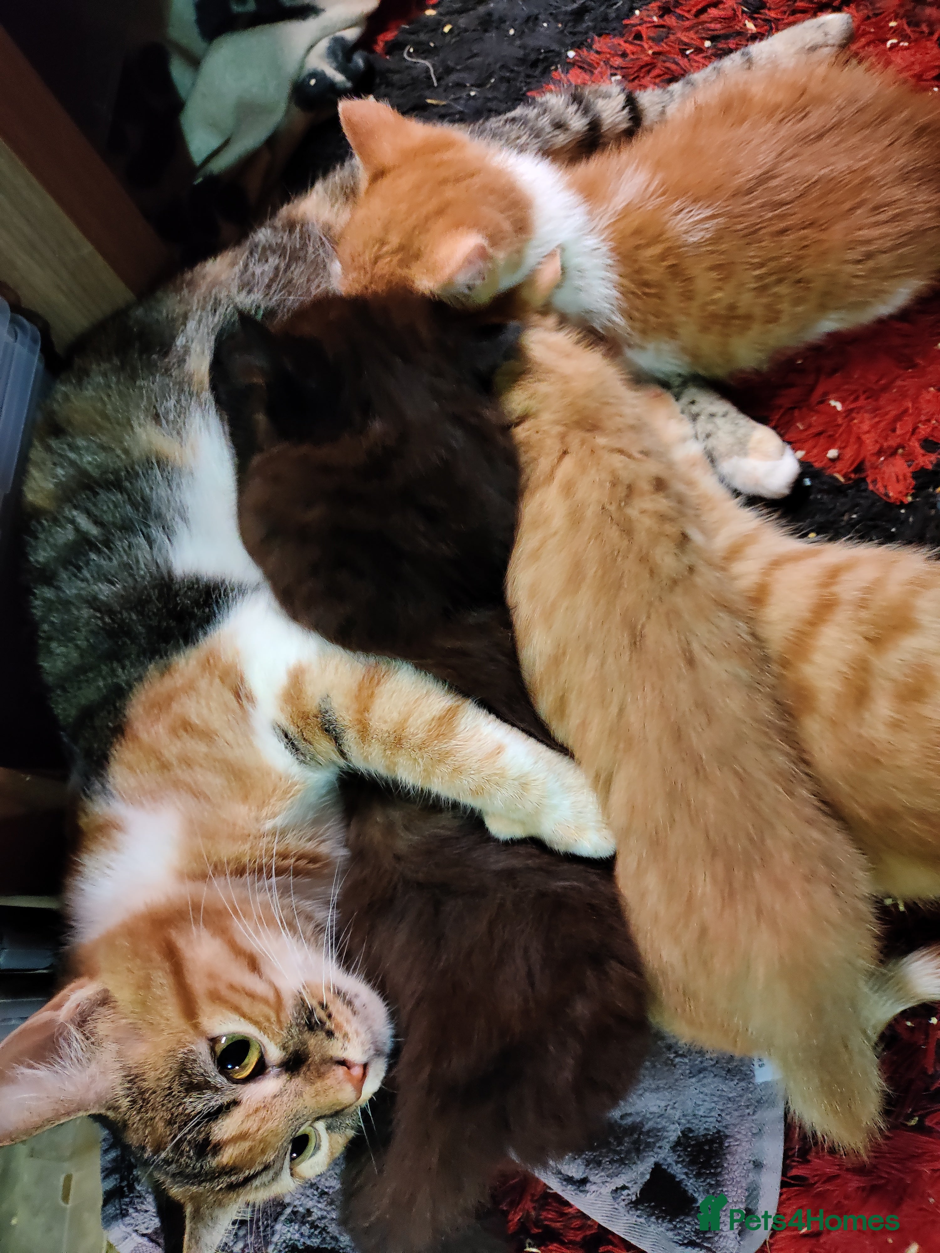 Mixed Breed cats Kittens for sale  - Advert 6