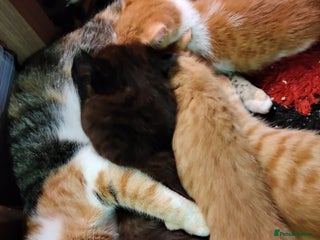 Mixed Breed cats Kittens for sale - Advert 2