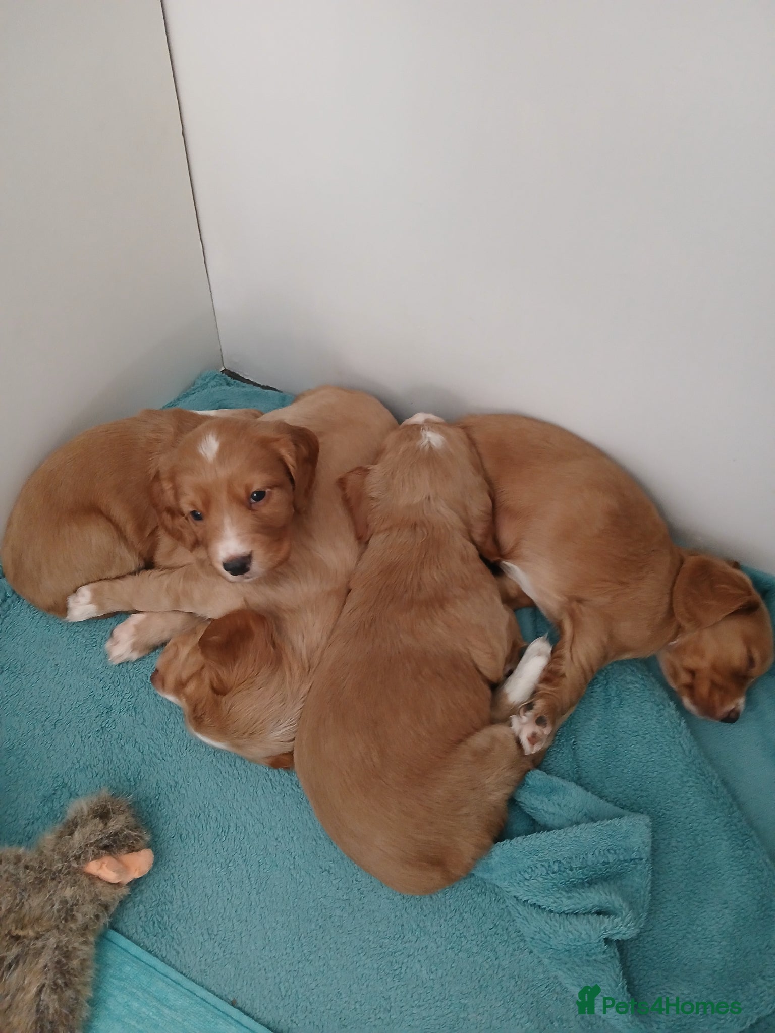 Cocker Spaniel dogs Kennel Club registered working cocker spaniels  - Advert 7