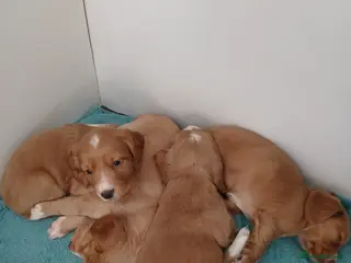 Cocker Spaniel dogs Kennel Club registered working cocker spaniels - Advert 7