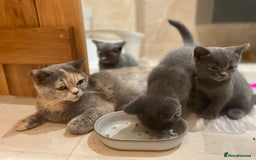 British Shorthair cats for sale: Three TICA British shorthair kittens - Image 5