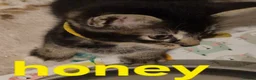 Mixed Breed cats for sale: Beautiful loved , healthy kitten's  in Bournemouth - Advert 13