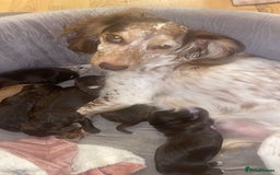 Sprocker dogs for sale: Healthy Springer Spaniel Pups  - Advert 8