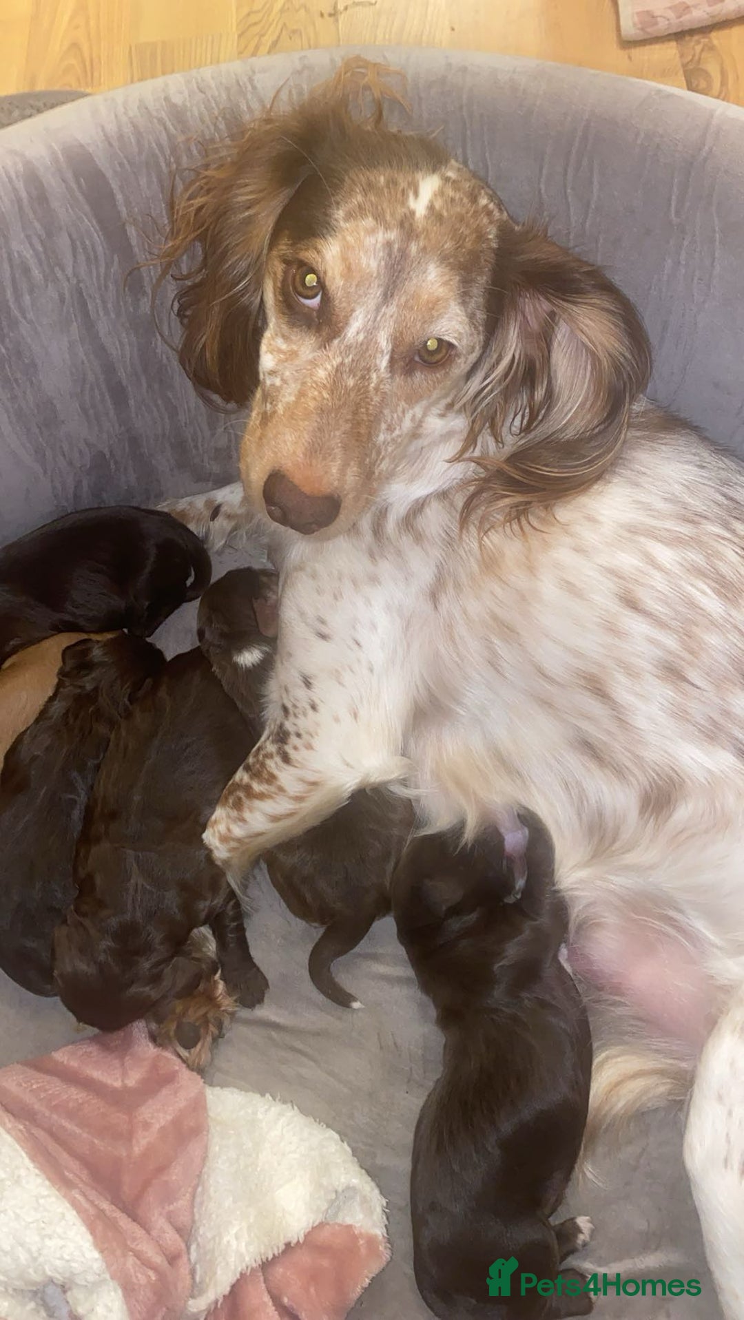 Sprocker dogs for sale: Healthy Springer Spaniel Pups  - Advert 8