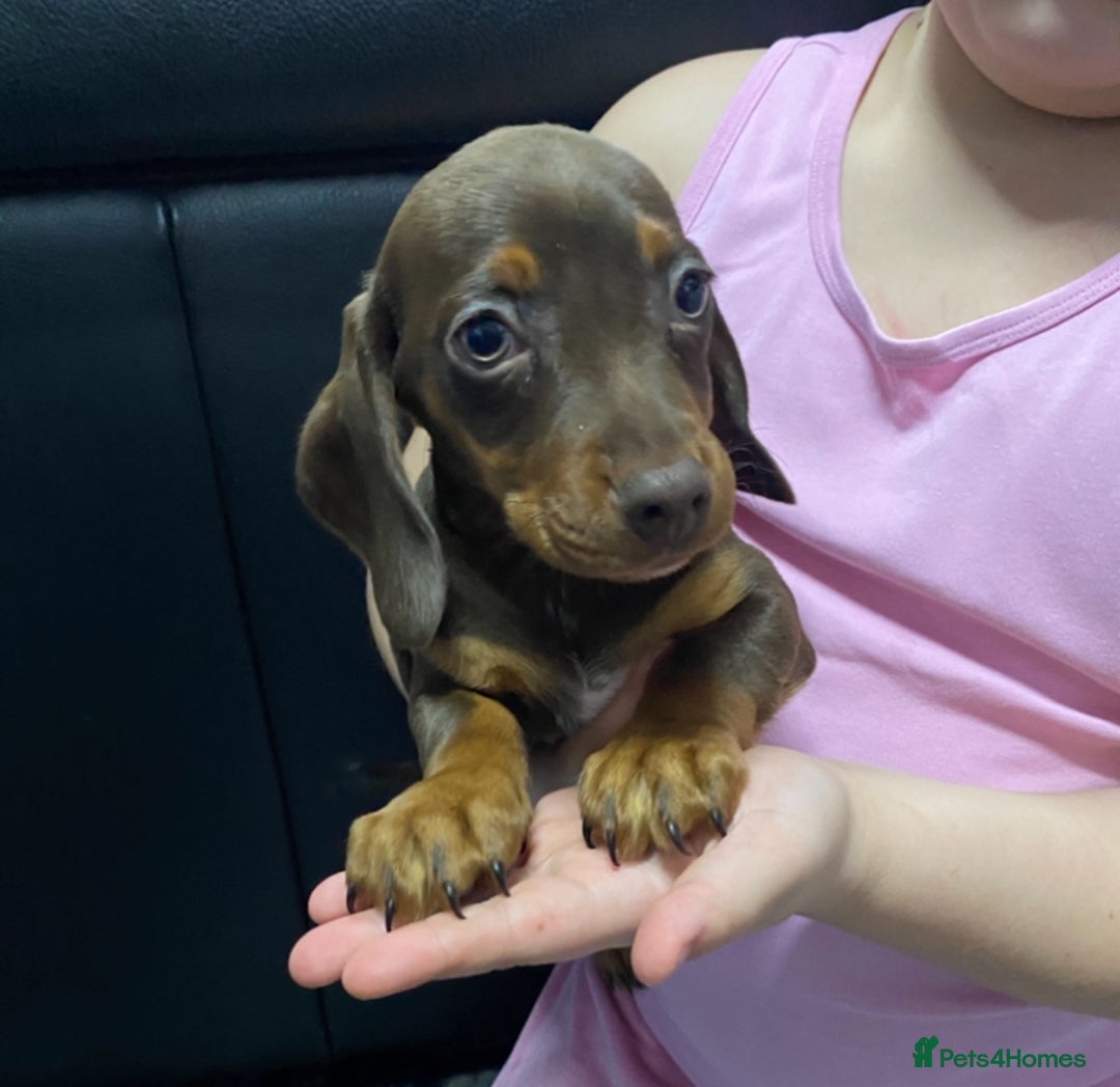Miniature Dachshund dogs for sale: Miniature dachshund puppies  - Advert 5