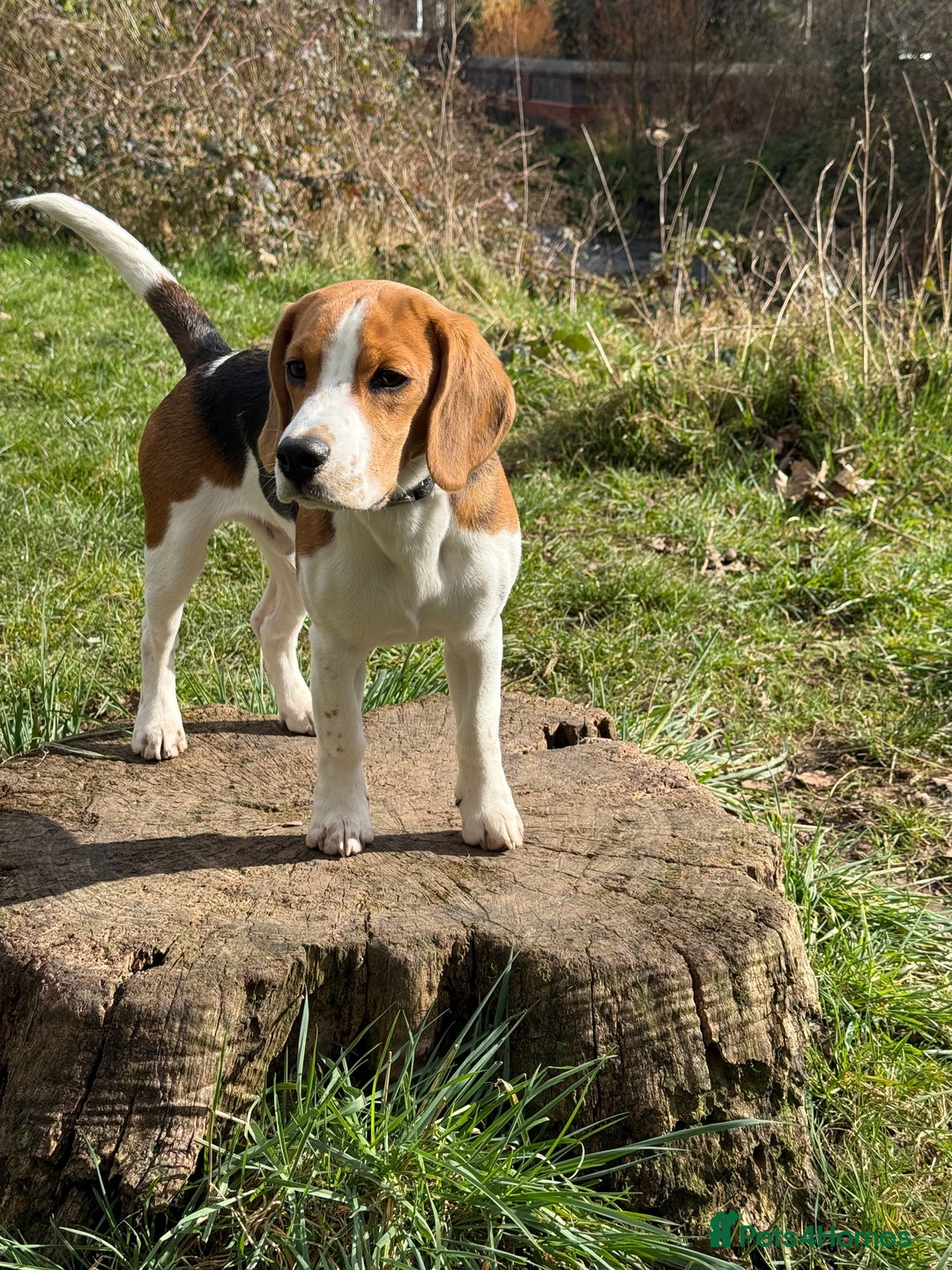 Beagle dogs for sale: Scooby-(Adoption Only, Not for Sale) - Advert 2