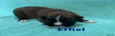 Ethel