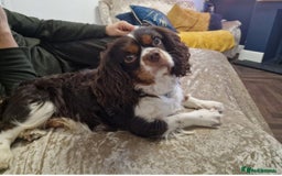Cavalier King Charles Spaniel dogs for sale: Cavalier King Charles carries of Chocolate Gene - Advert 2