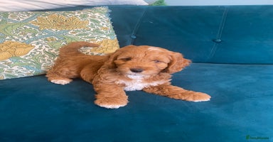 Cockapoo dogs - Advert 10