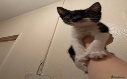 British Shorthair cats for sale: 3 kittens wanting forever homes  in Barnsley - Image 3