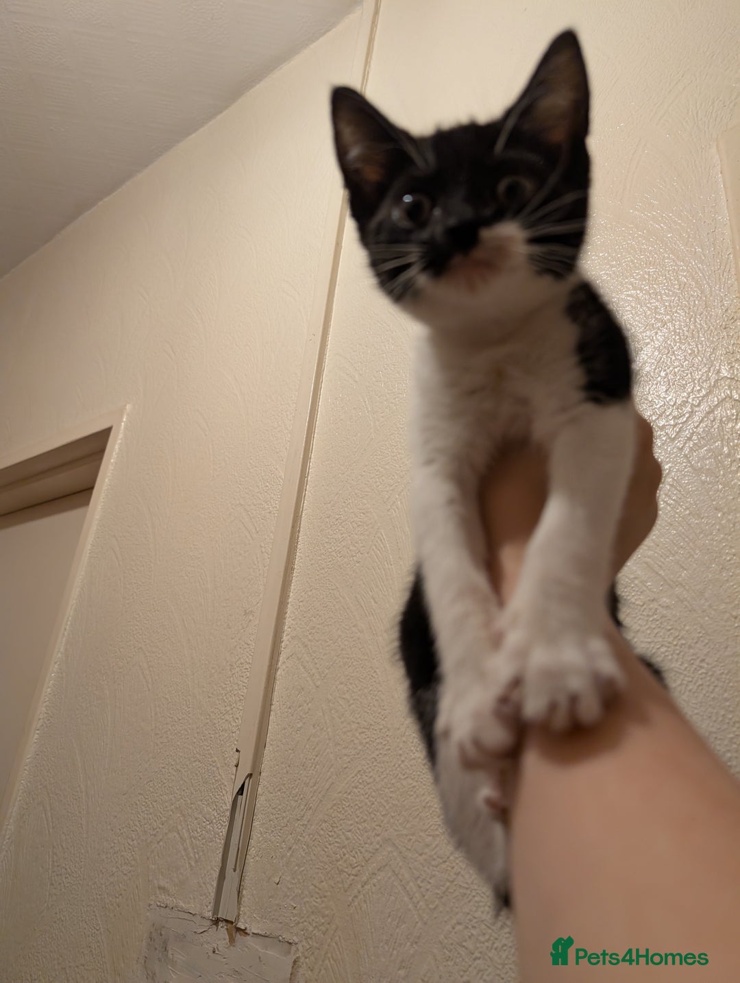 British Shorthair cats for sale: 3 kittens wanting forever homes  in Barnsley - Image 3