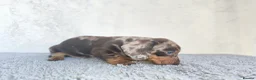 Miniature Dachshund dogs for sale: Super small miniature dachshund kc - Advert 26