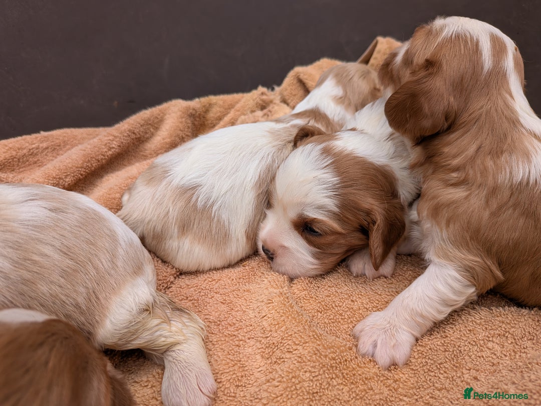 Cavalier King Charles Spaniel dogs for sale: Stunning cavalier puppies  - Image 7