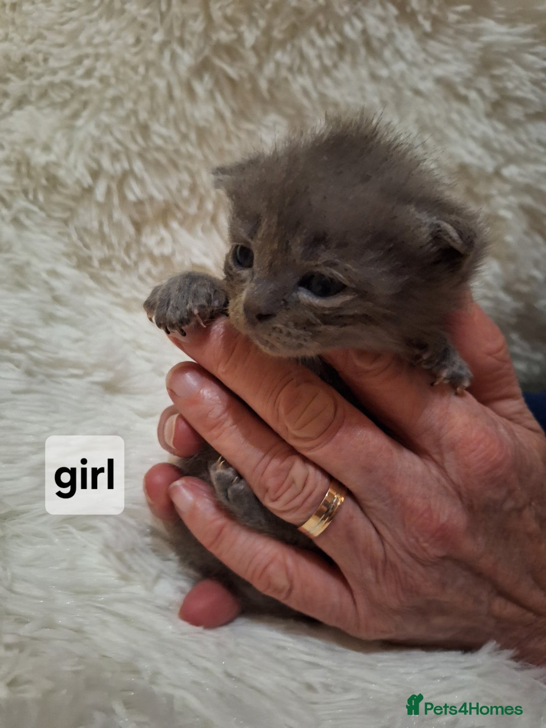 Scottish Fold cats for sale: 7 kittens for sale - ready 16th december - Image 5