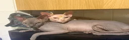 Sphynx cats for sale: Tica registered sphynx kittens  - Advert 1