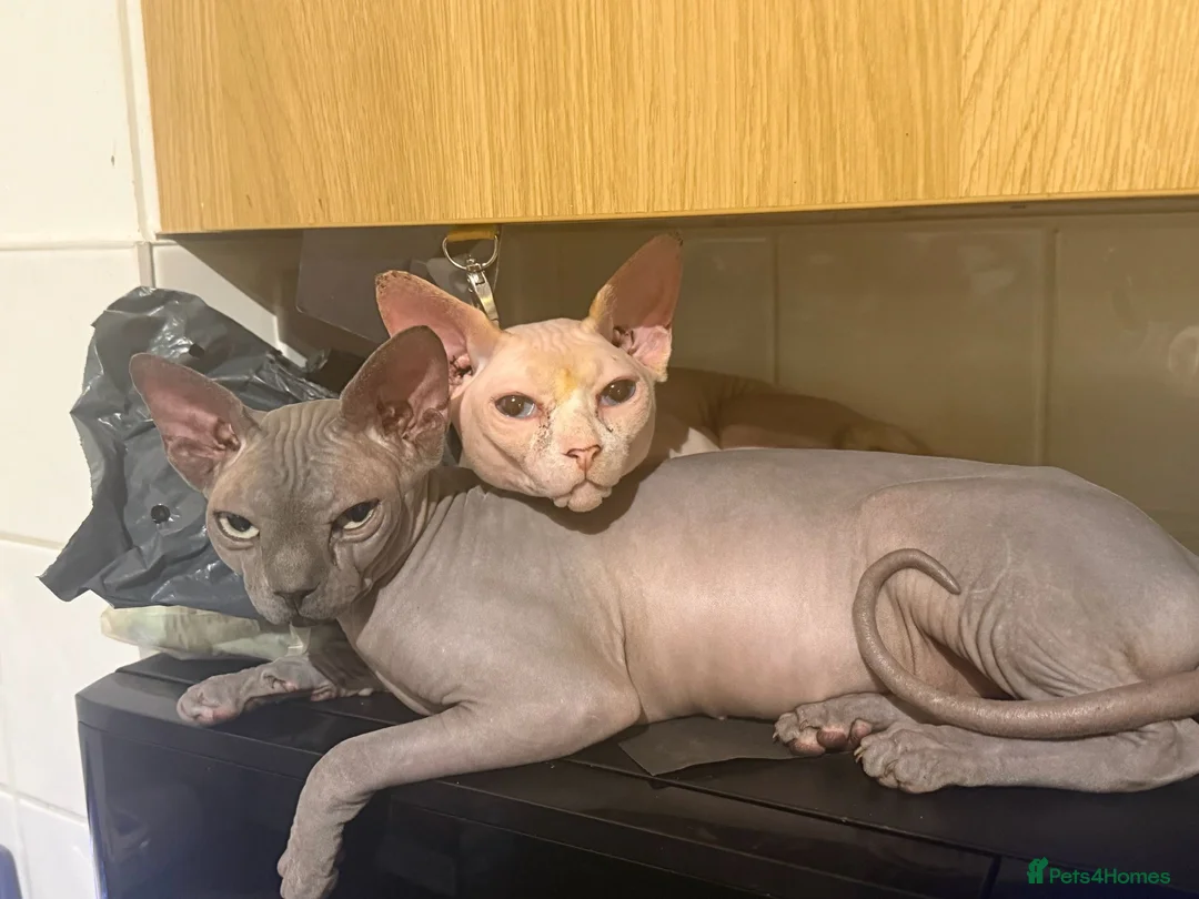 Sphynx cats for sale: Tica registered sphynx kittens  - Advert 1