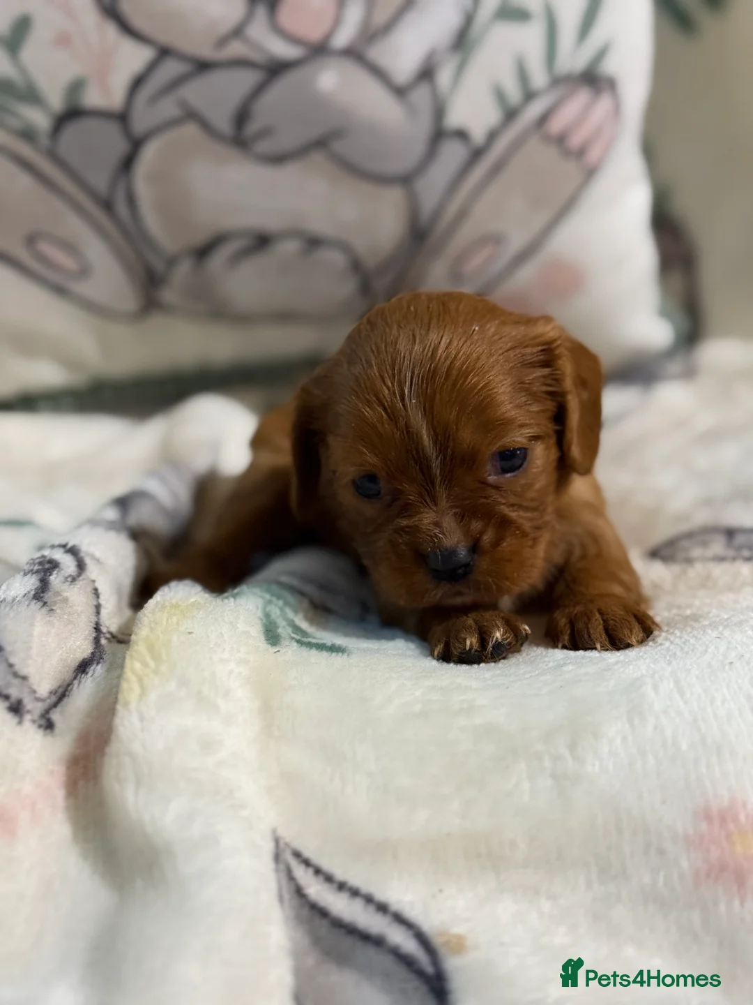 Cavalier King Charles Spaniel dogs for sale: Stunning DNA clear male cavalier pups now - Advert 7