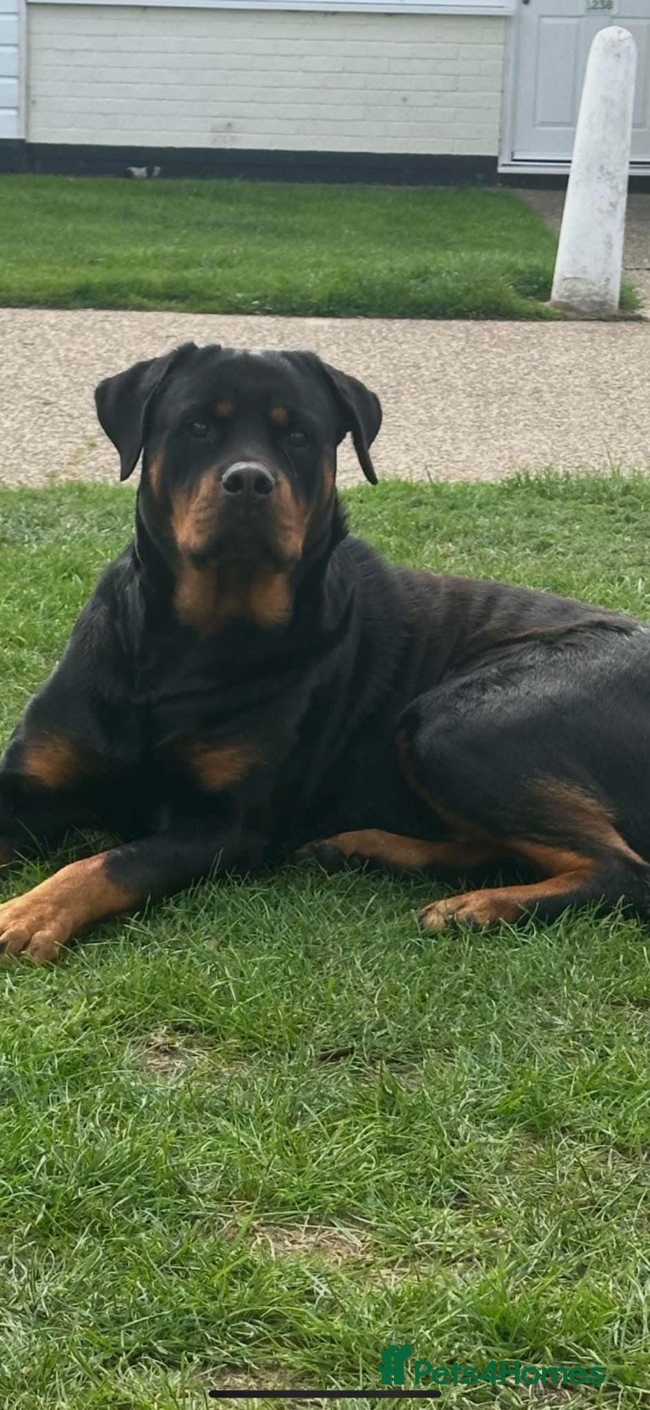 Rottweiler dogs READY NOW‼️PEDIGREE ROTTIES💕💛  1 GIRL 3 BOYS x  - Advert 1