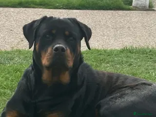 Rottweiler dogs READY NOW‼️PEDIGREE ROTTIES💕💛 1 GIRL 3 BOYS x - Advert 1