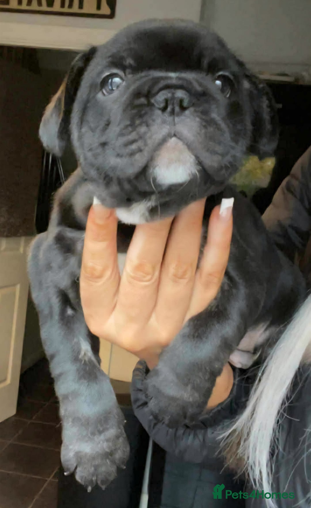 French Bulldog dogs for sale: French Bulldog Male Puppies - Image 2