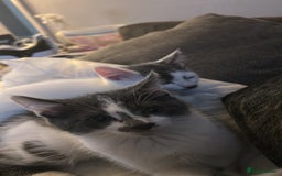 Mixed Breed cats for sale: 2 kittens for sale  - Image 3