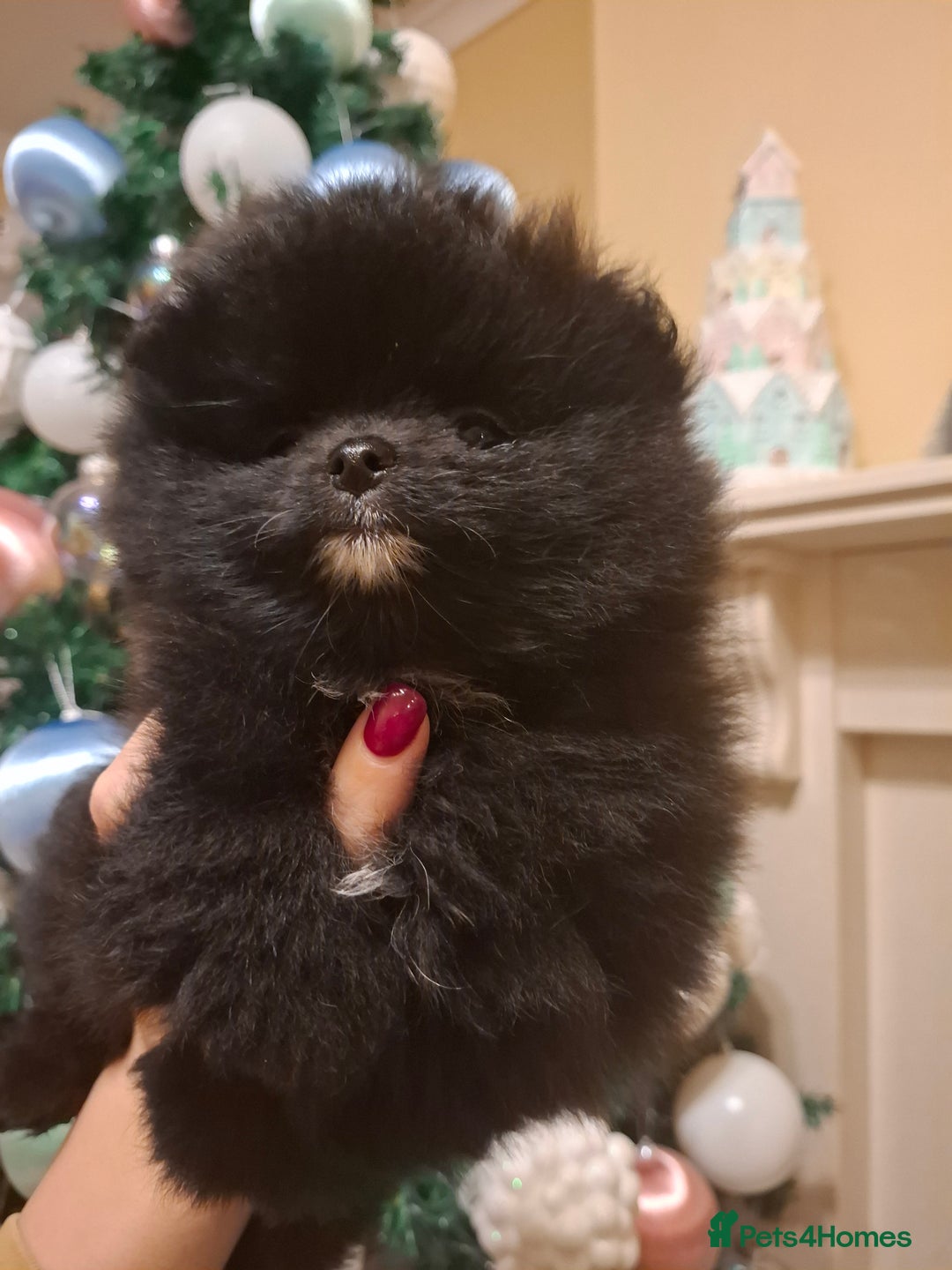 Pomeranian dogs for sale: Pomeranian puppies  - Advert 10