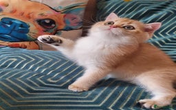 British Shorthair cats for sale: NY12 GOLDEN BRITISH SHORTHAIR BOY READY TO GO!  - Image 9