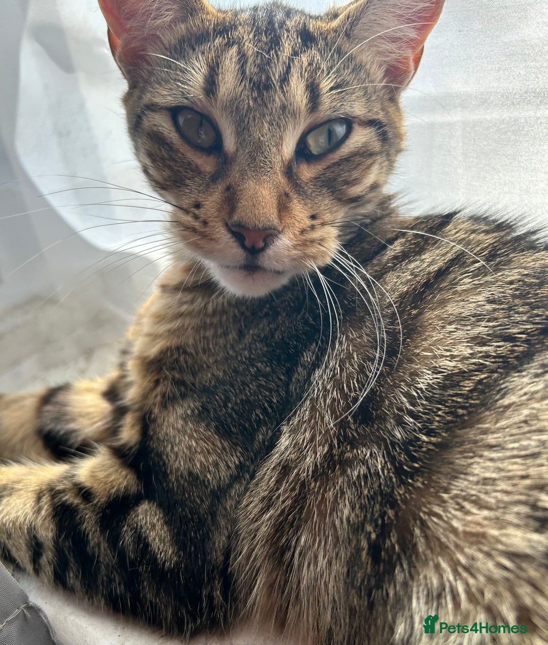 Mixed Breed cats for sale: Playful kittens for sale  - Image 10
