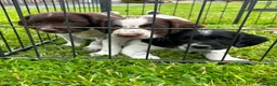 English Springer Spaniel dogs for sale: Beautiful English springer spaniel puppies  - Advert 9