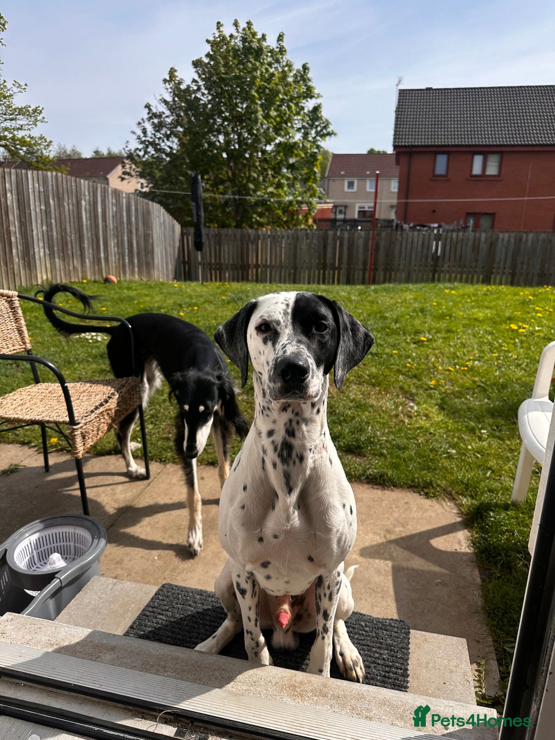 Mixed Breed dogs for sale: Male Dalmatian x Spaniel  in Glasgow - Image 2