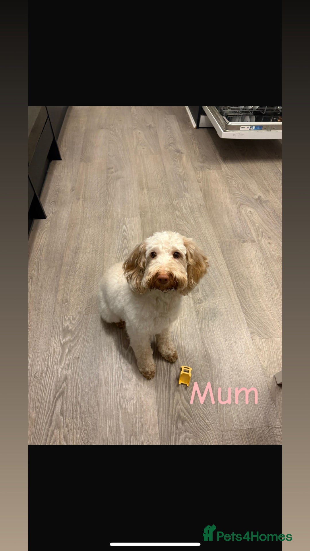 Cockapoo dogs for sale: 🐶🐾Cockapoo puppies 🐶🐾 - Advert 2