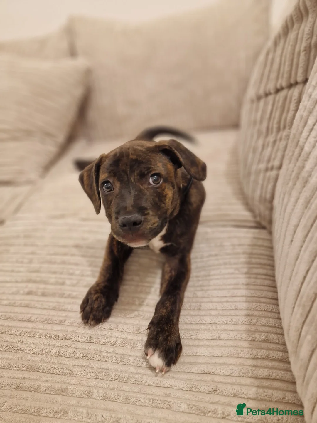 Staffordshire Bull Terrier dogs for sale: PASHA BABY in London - Advert 4