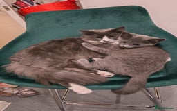 Russian Blue cats for sale: Female Russian blue kitten  - Image 12
