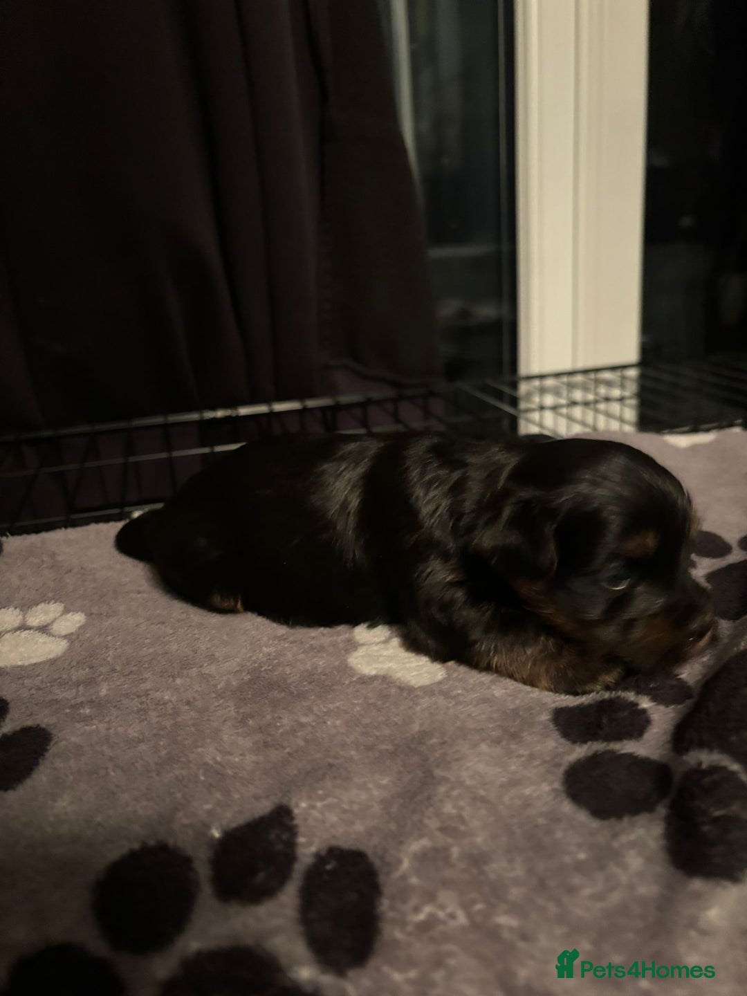 Yorkshire Terrier dogs for sale: Yorkshire terrier puppy  - Advert 8