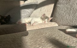 Mixed Breed cats for sale: 6 beautiful kittens ready now (4 left) - Image 14