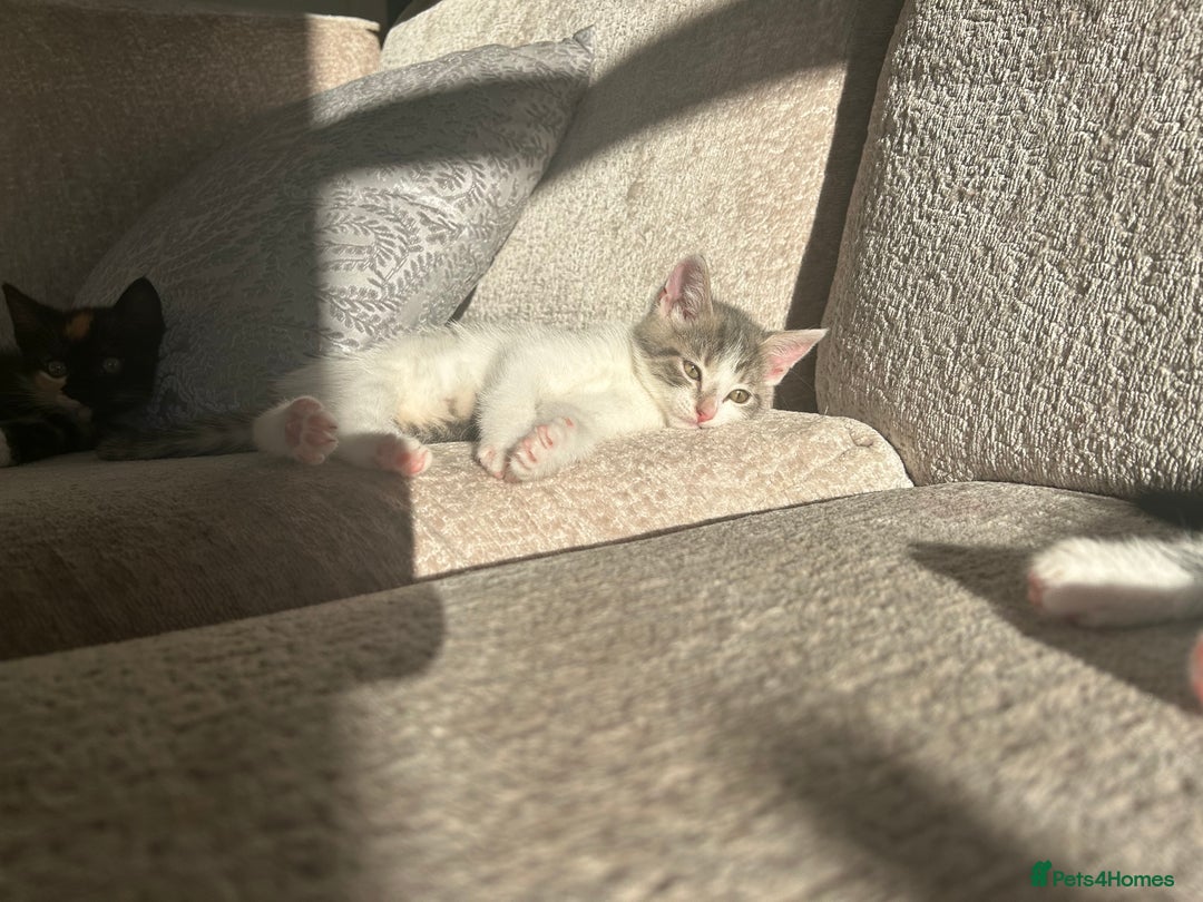 Mixed Breed cats for sale: 6 beautiful kittens ready now (4 left) - Image 14